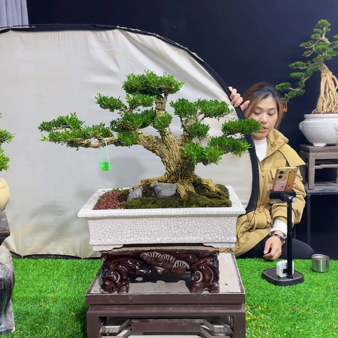 当前无花朵，栽培后可花朵