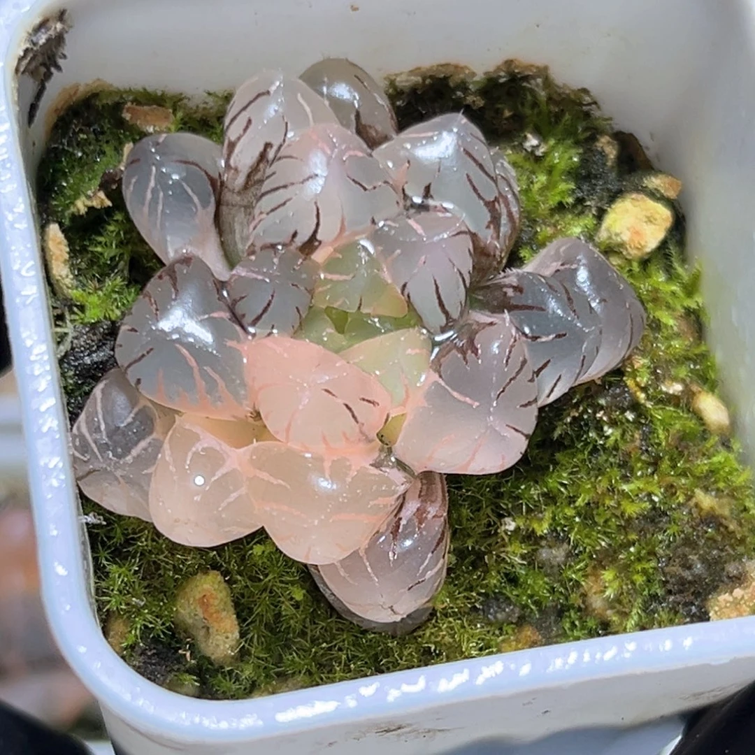 恭喜发财大吉大利3980