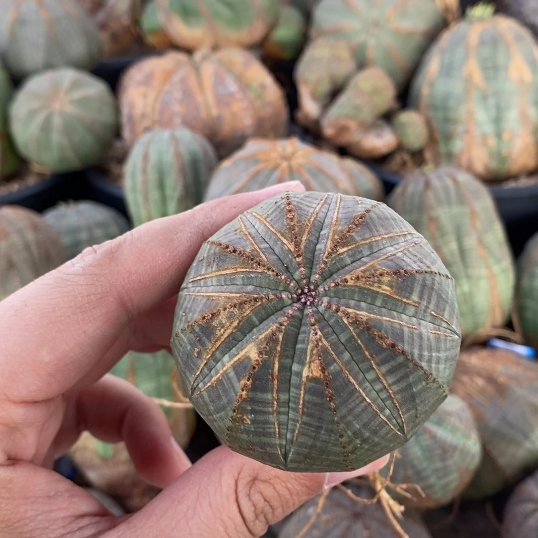 6 欧系实生布纹球多肉植物