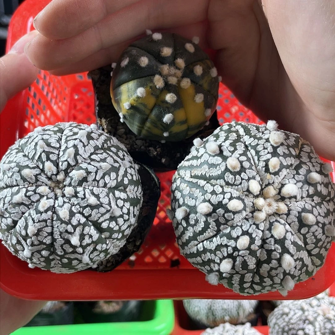 4.3cm实生v兜1颗兜锦1颗超兜1颗