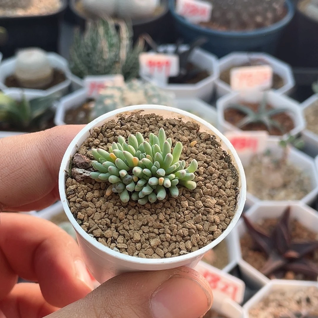 葵珊瑚 致远多肉植物