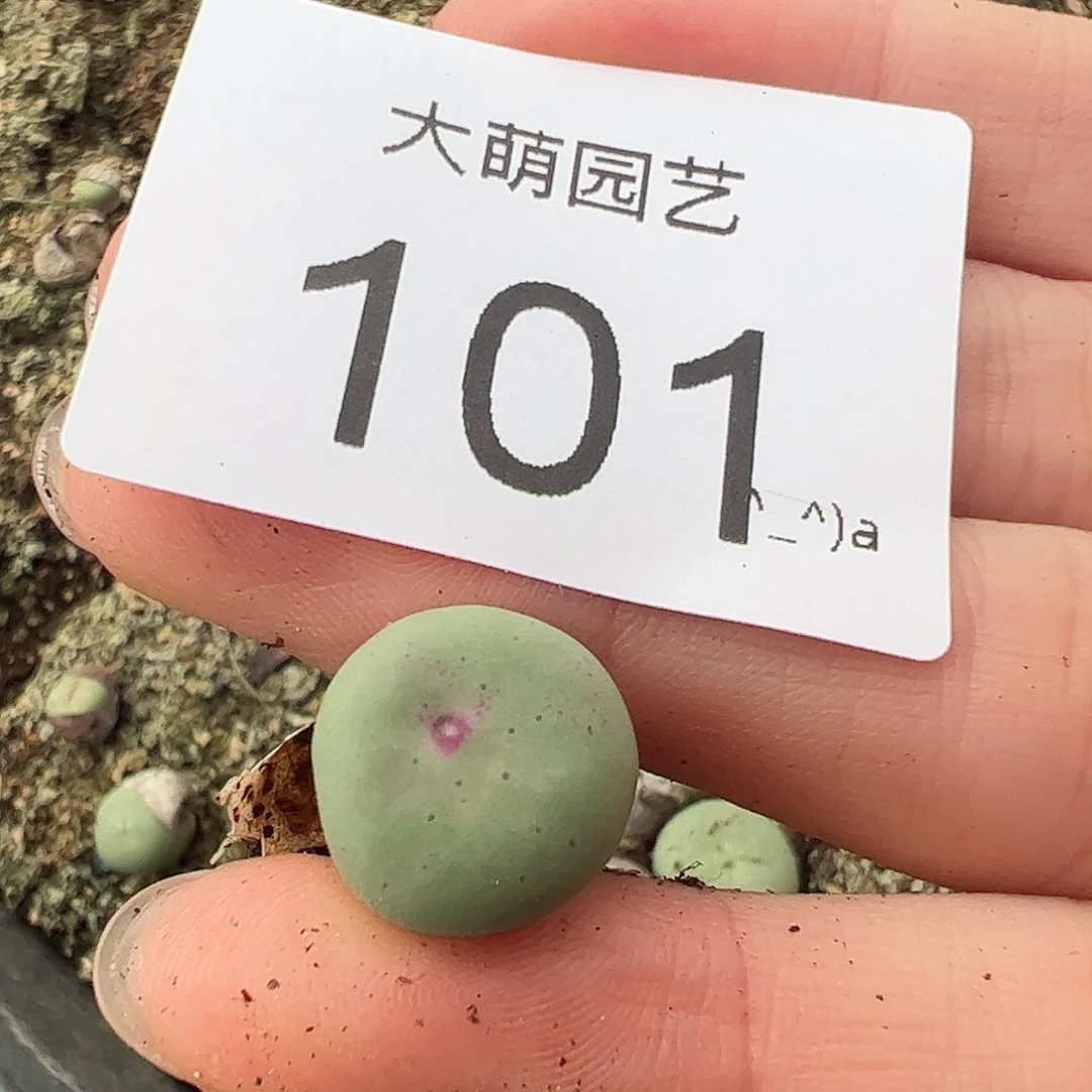 一物一拍M4×D6。 101