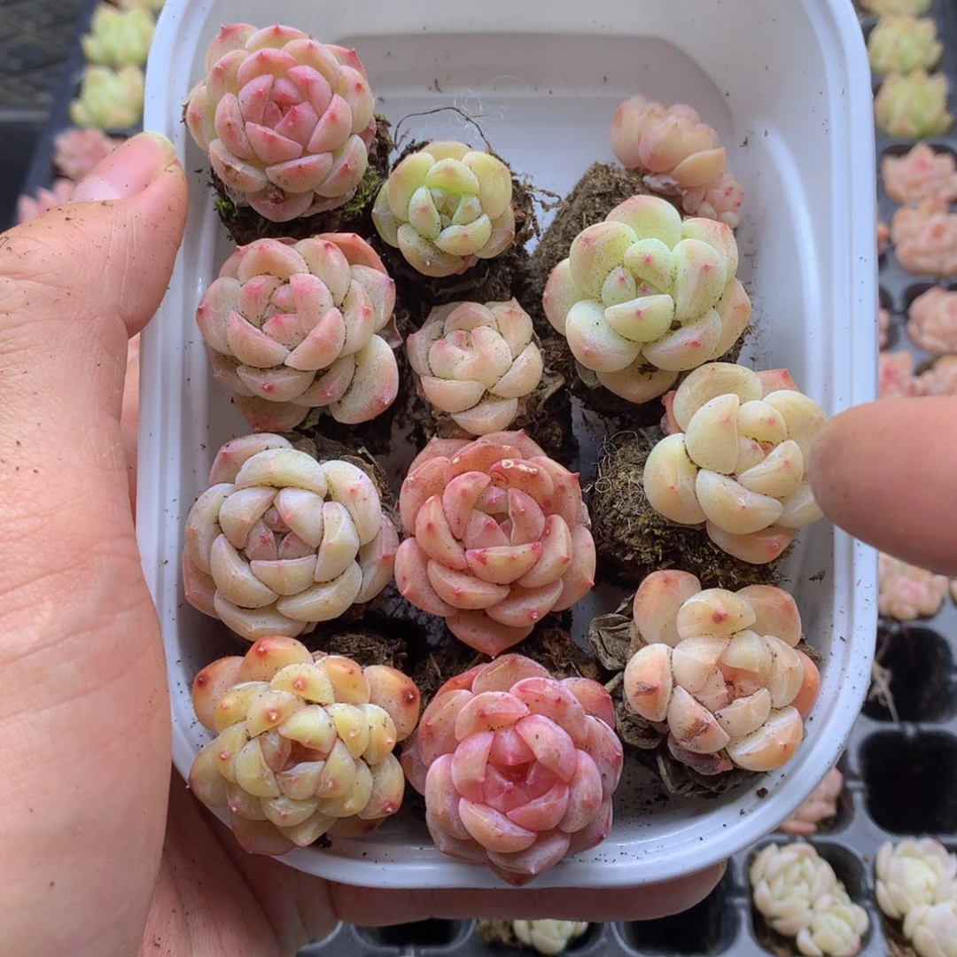 反反复复还是很开心011