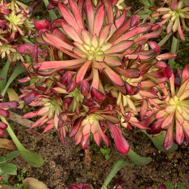 宝莲灯手捧嫁接多肉植物