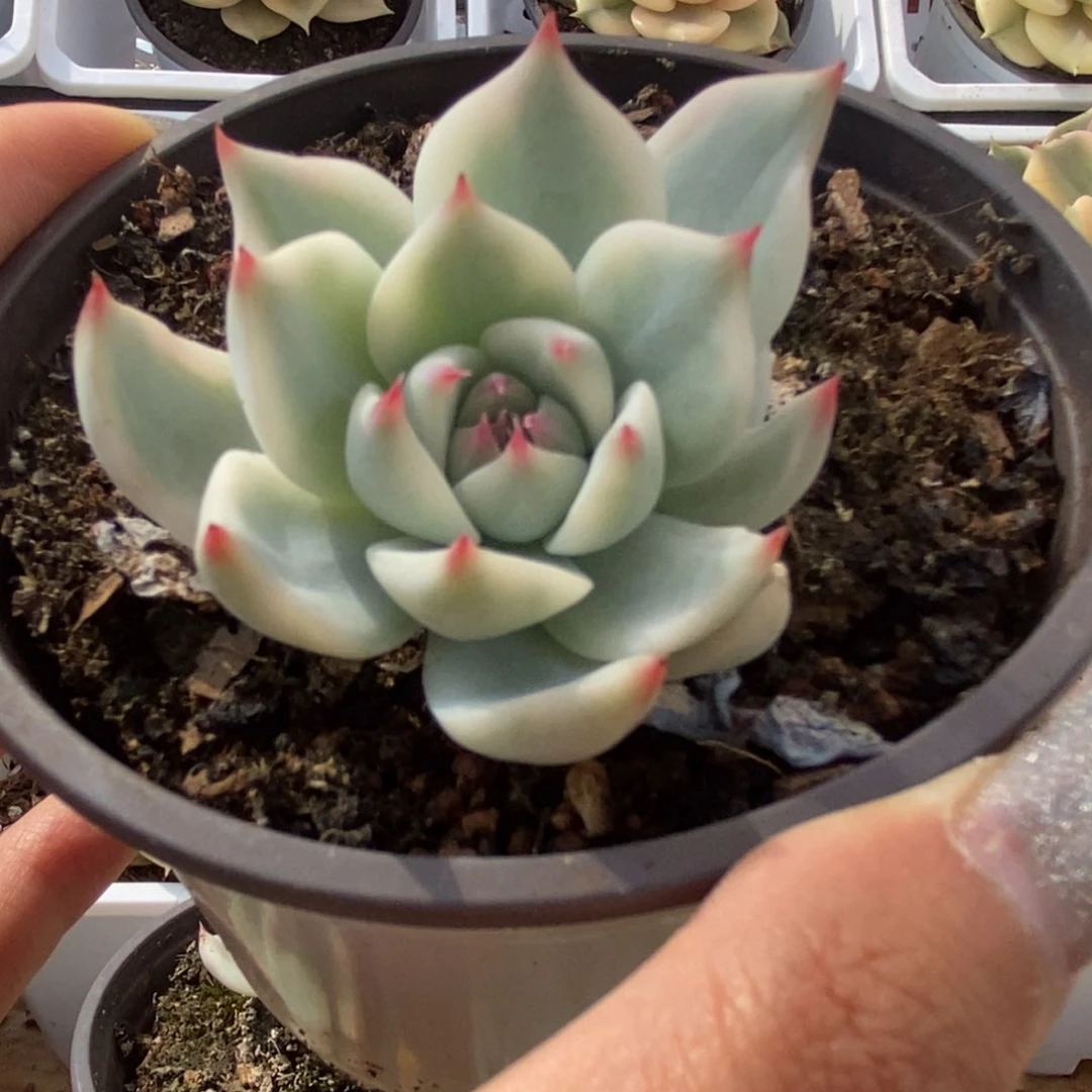 紫*443锦锦锦锦锦锦锦锦5公分