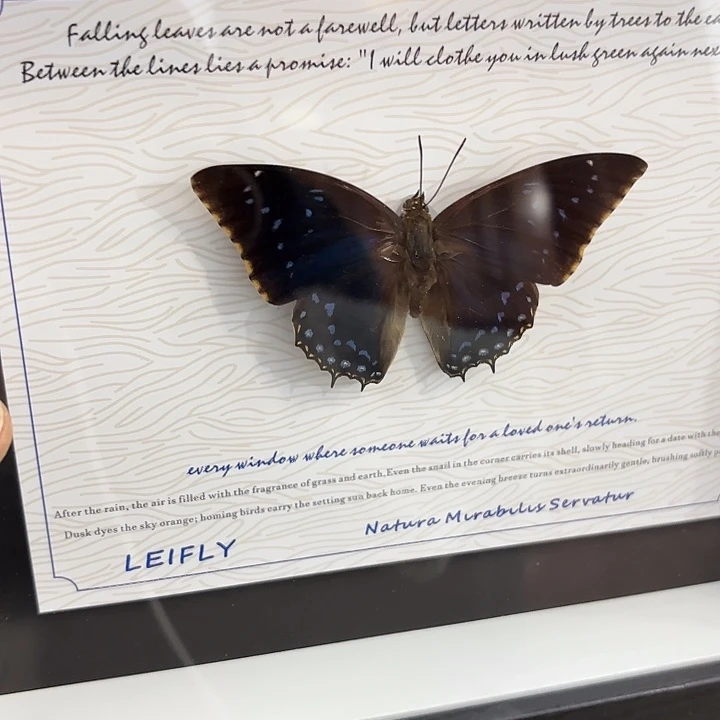 神***云蝴蝶标本定制031@