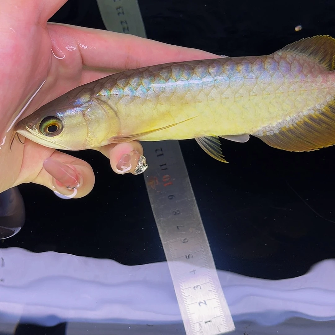 龙鱼兮**雨金龙hhh