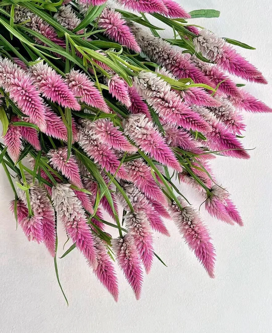 粉色凤尾草鲜切花室内水培花束点缀美观插花