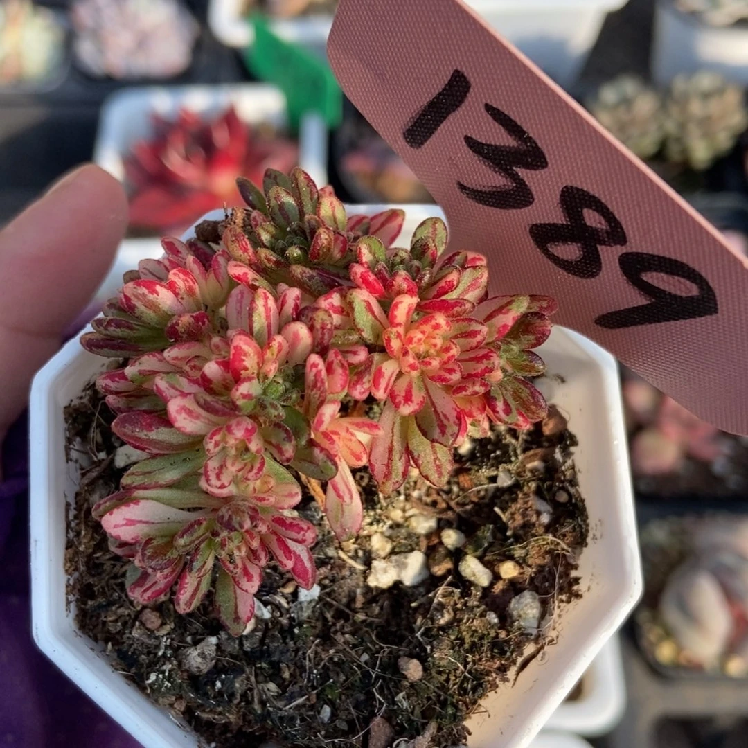 1389小人祭锦多肉