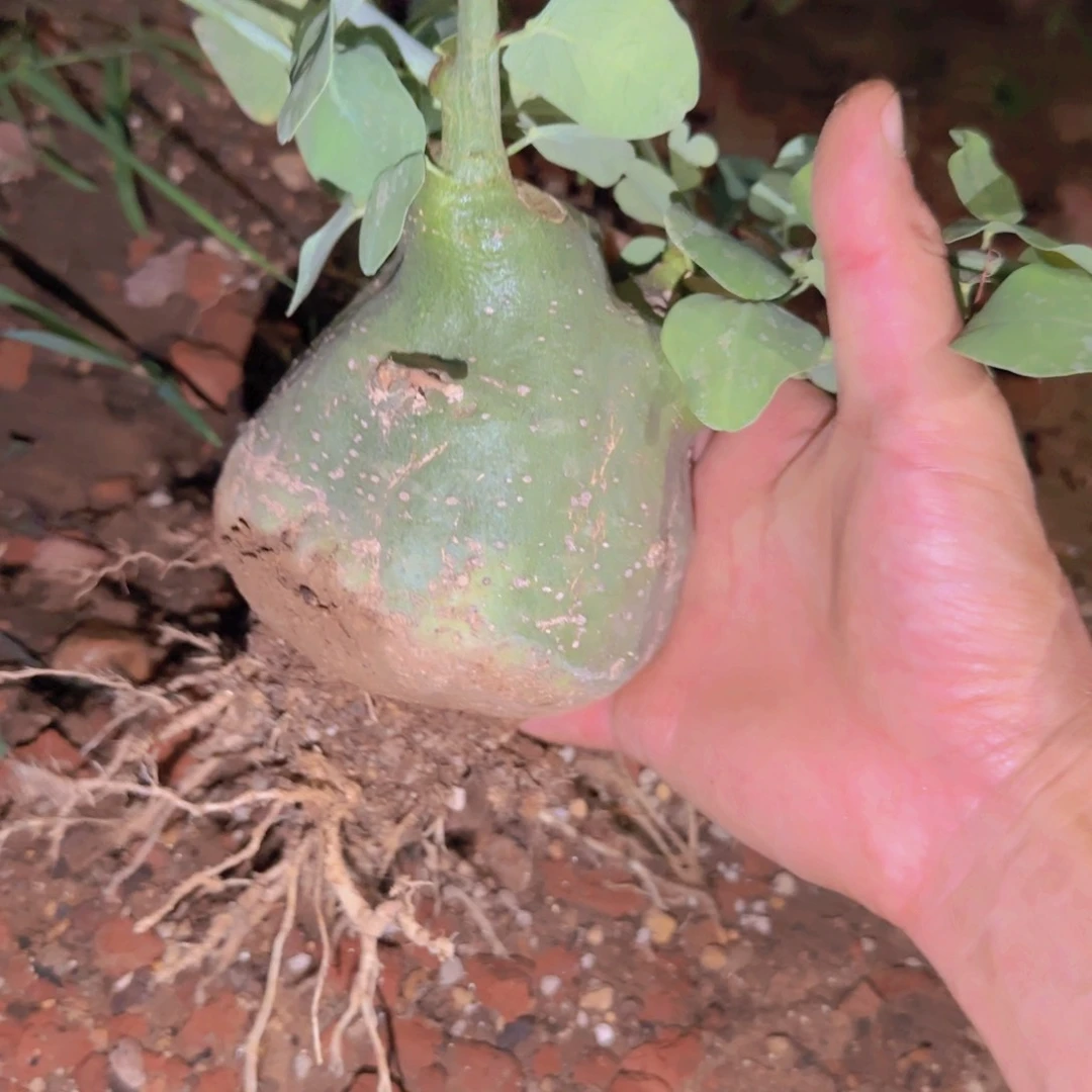 C***.块根植物块根植物