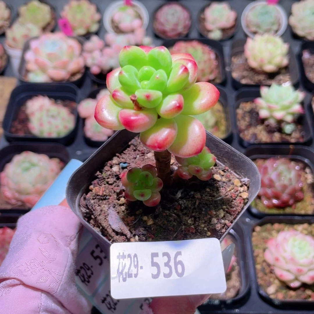 花利美29-536香格里拉