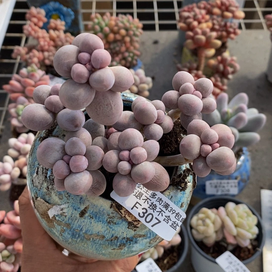 米**? 香水手指307/10c m