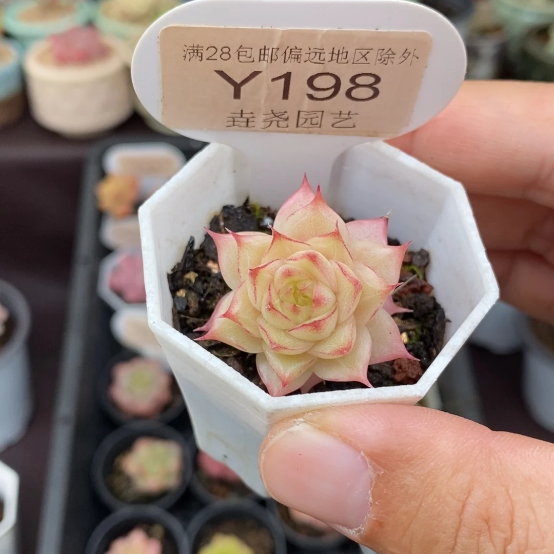 0198 女王单头 3cm