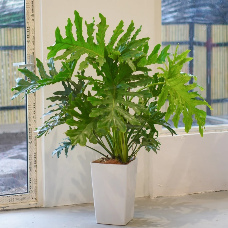 龙鳞春羽绿植盆栽室内客厅摆放好养净化空气常青大植物