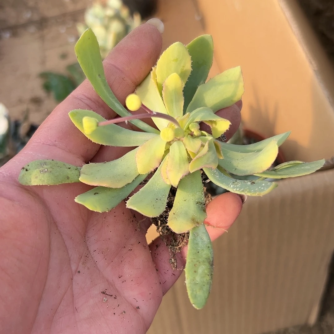 *****多肉植物多肉植物