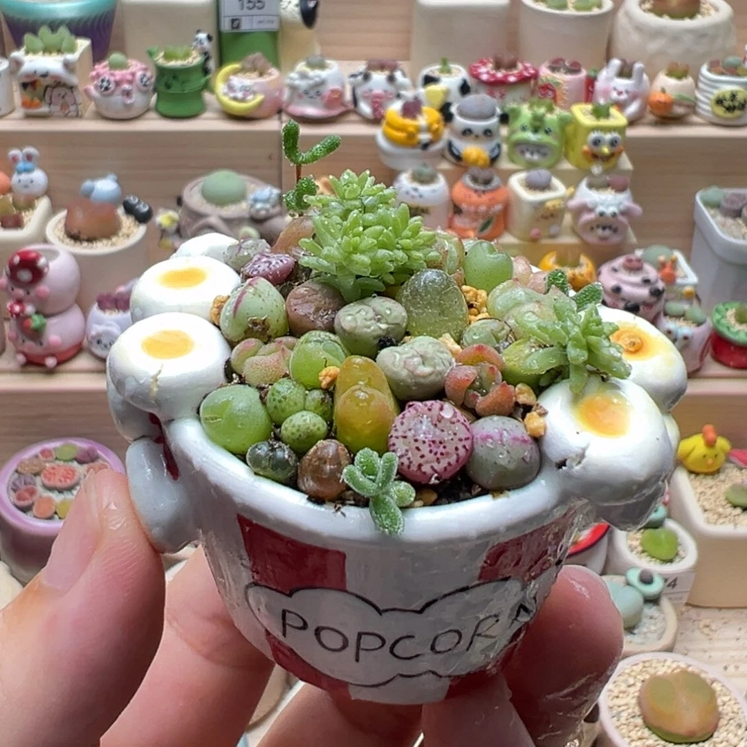 多肉植物183号花海