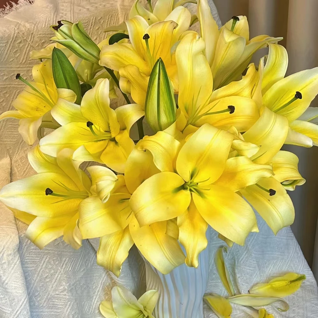 皇帝三头百合【两单顺丰冷链或京东快递】鲜切花