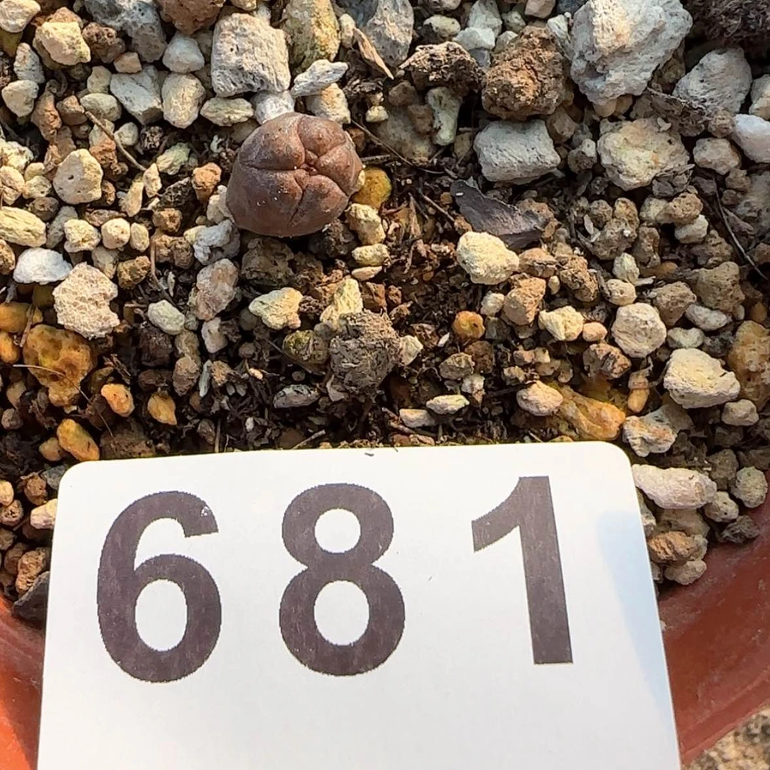 【闪购商品】8*块根植物布纹球