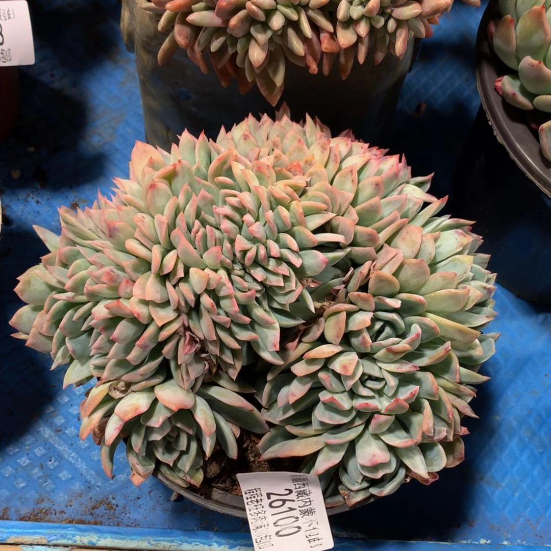 ?**糖莎莎女王缀26100duorou