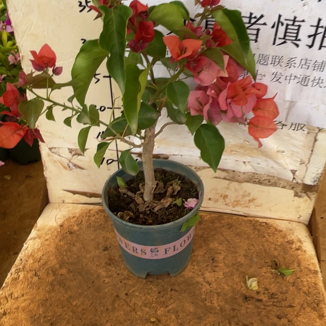 用***0当前无花栽培后可以开花6452不甜西瓜