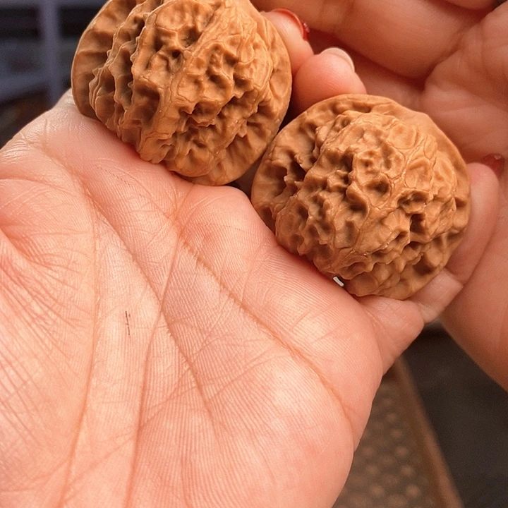 把件文玩核桃野狼40尺