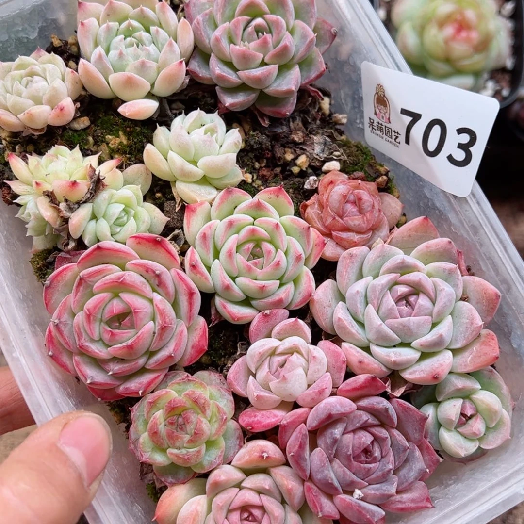 多肉植物多肉植物