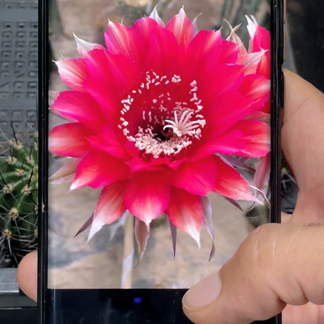 彩草 红丝绒侧芽 歪 满20包邮5公分