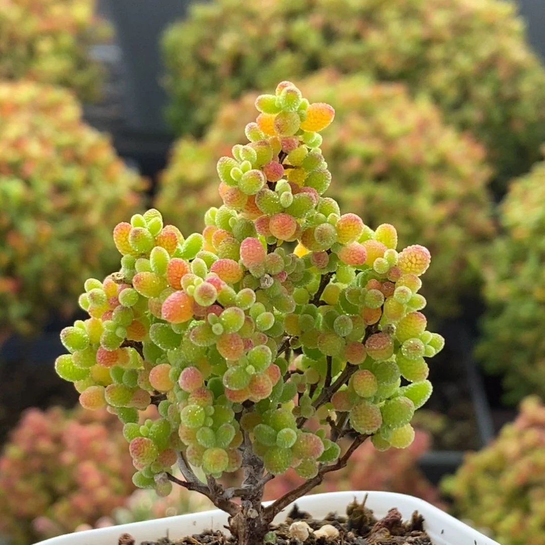 蜜橘糖球1265枝干番杏