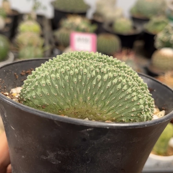 737实生菊水綴一物一拍