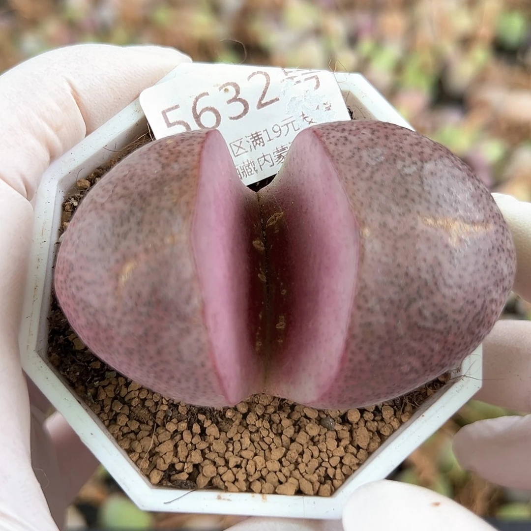 5632 好养易活生石花大母本