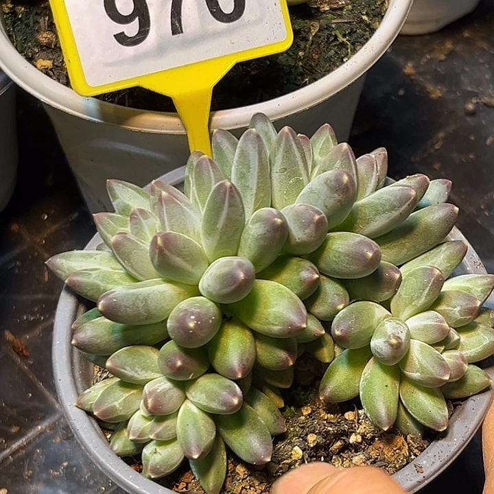 多肉植物申公豹970