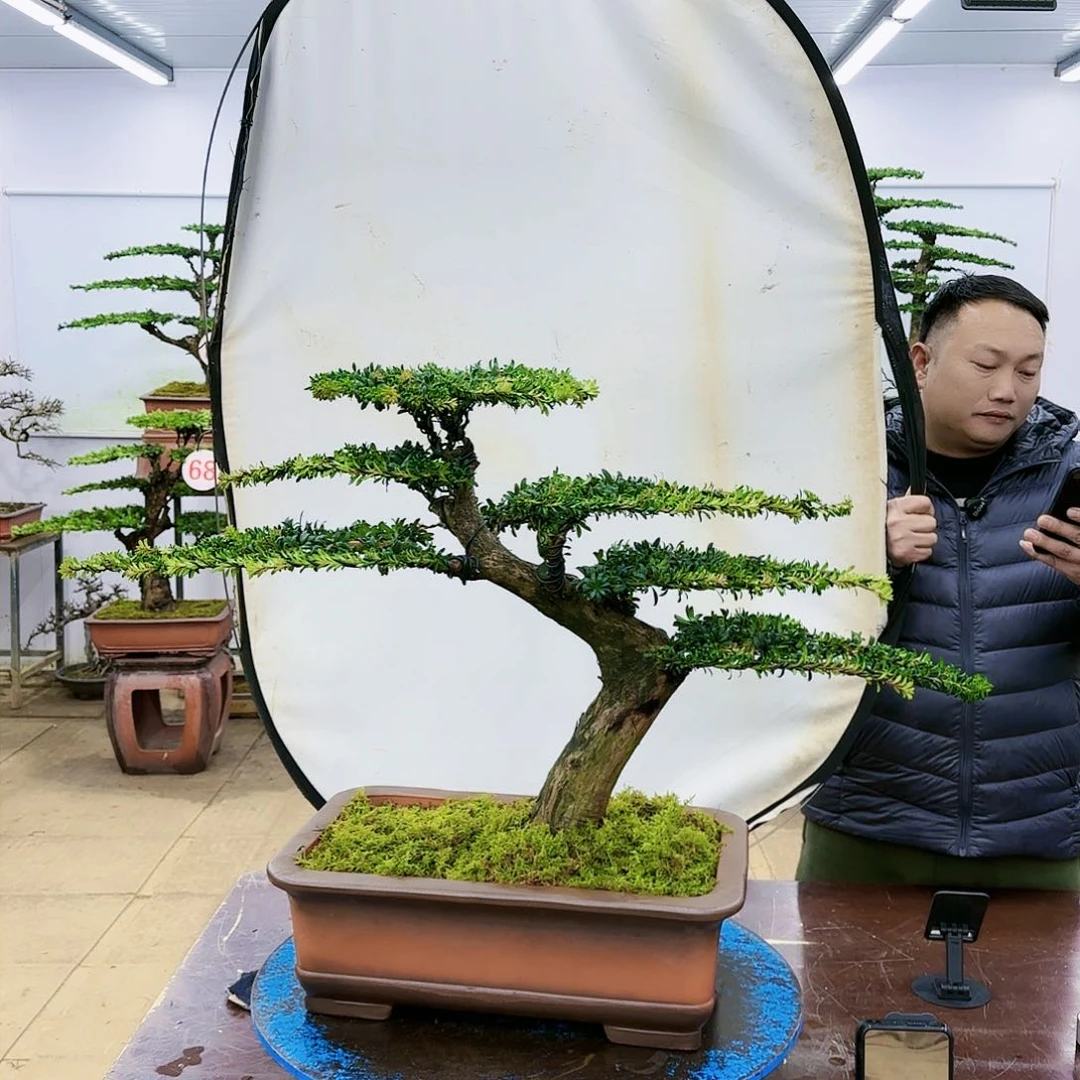 盆景欢迎大家一起来捡漏