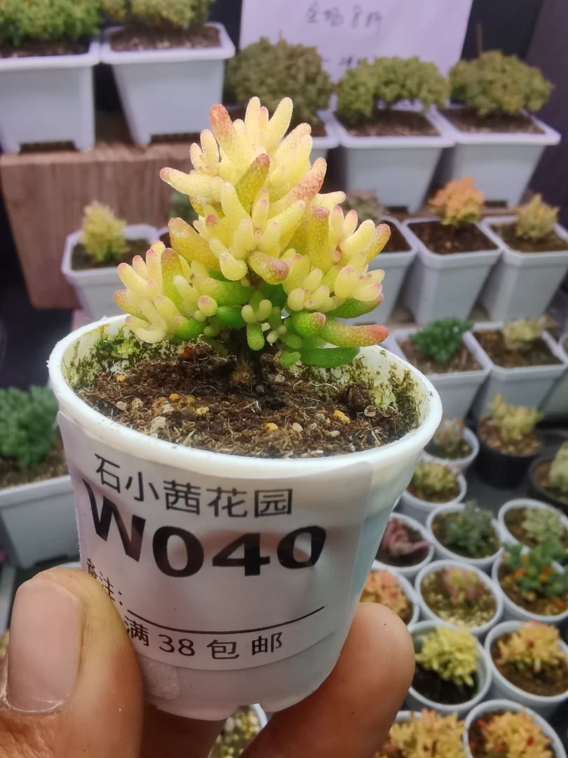 折后多肉植物枝干番杏假飞机猪