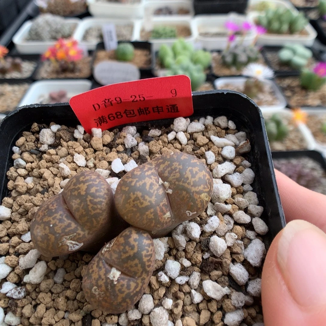 9-25-9 瑕疵朱雀勋章一群