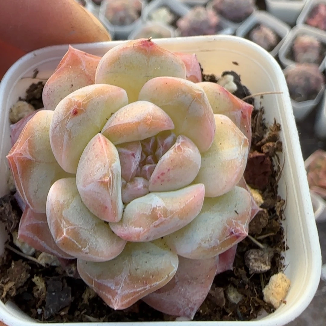 多肉小卡拉米糖心一物一拍