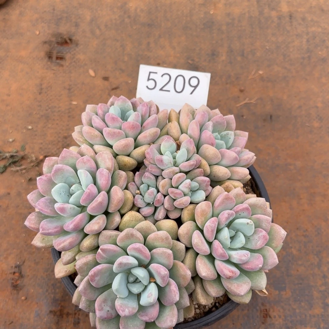 5209。        花瓣露