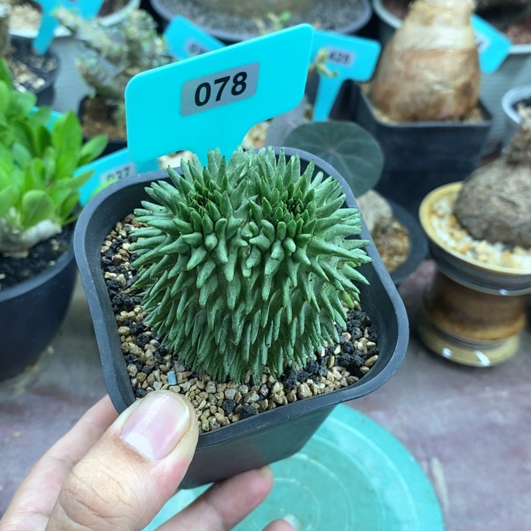 海胆大戟多肉植物