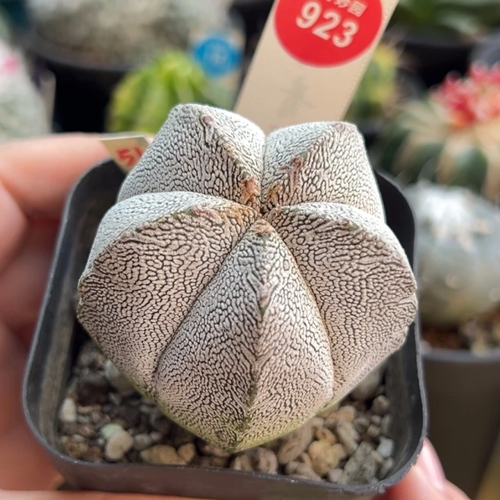 实生恩冢5.3cm一棵仙人球