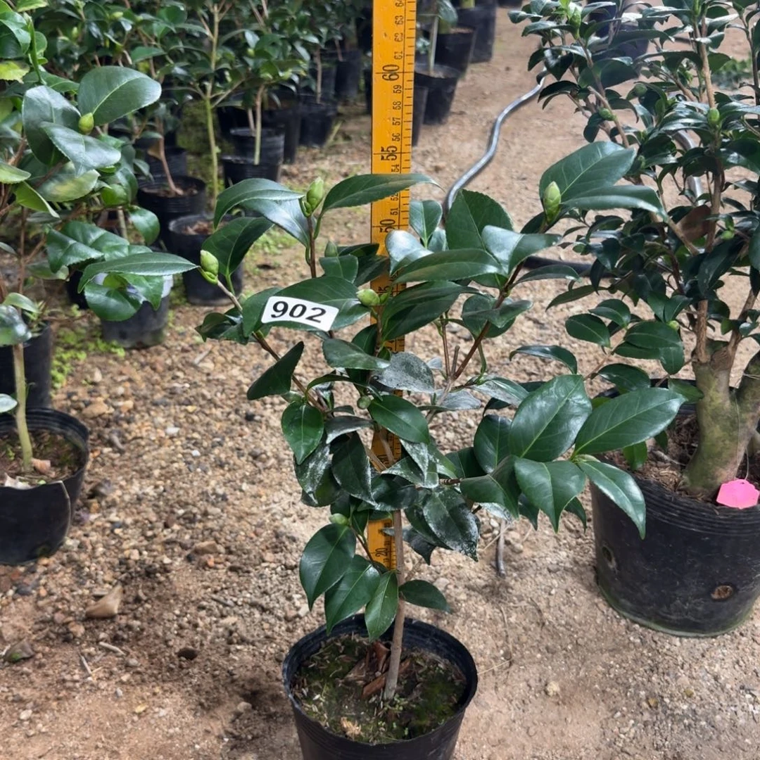 少量花朵（建议范围：2朵-5朵 或40%以下）902友之浦