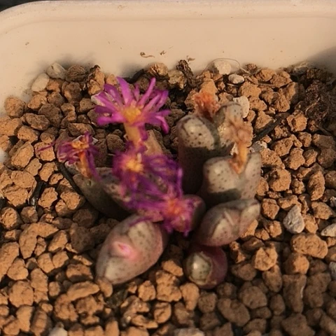 多肉肉锥 幸运小飞