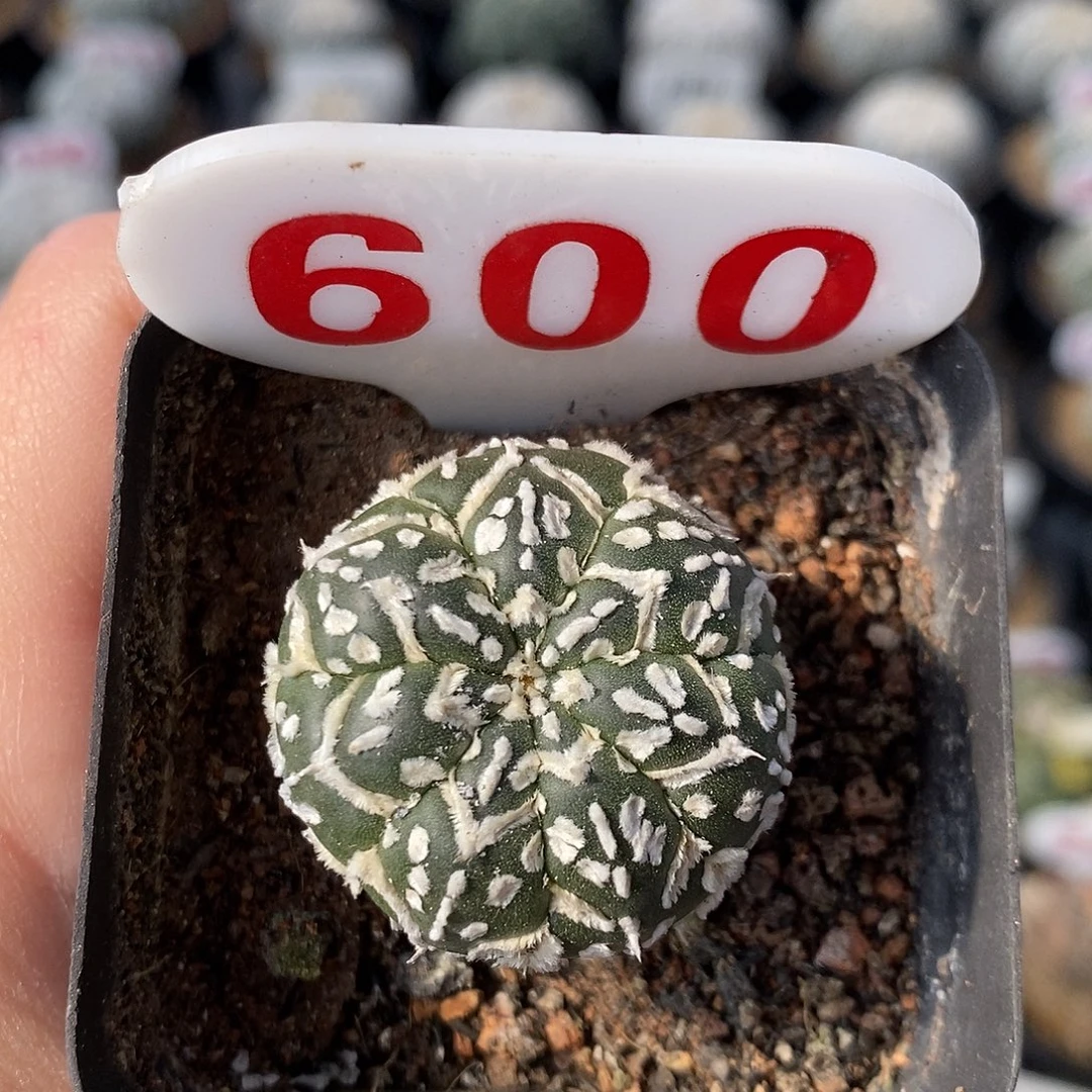 600七愣v兜系列福利来啦