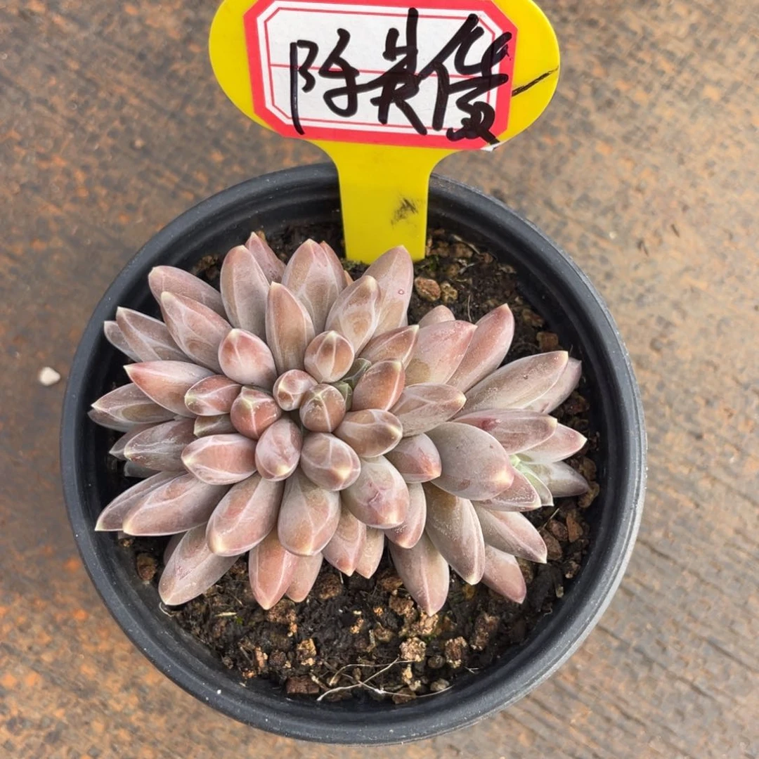 陈*俊姐姐说她真的不是一般意义