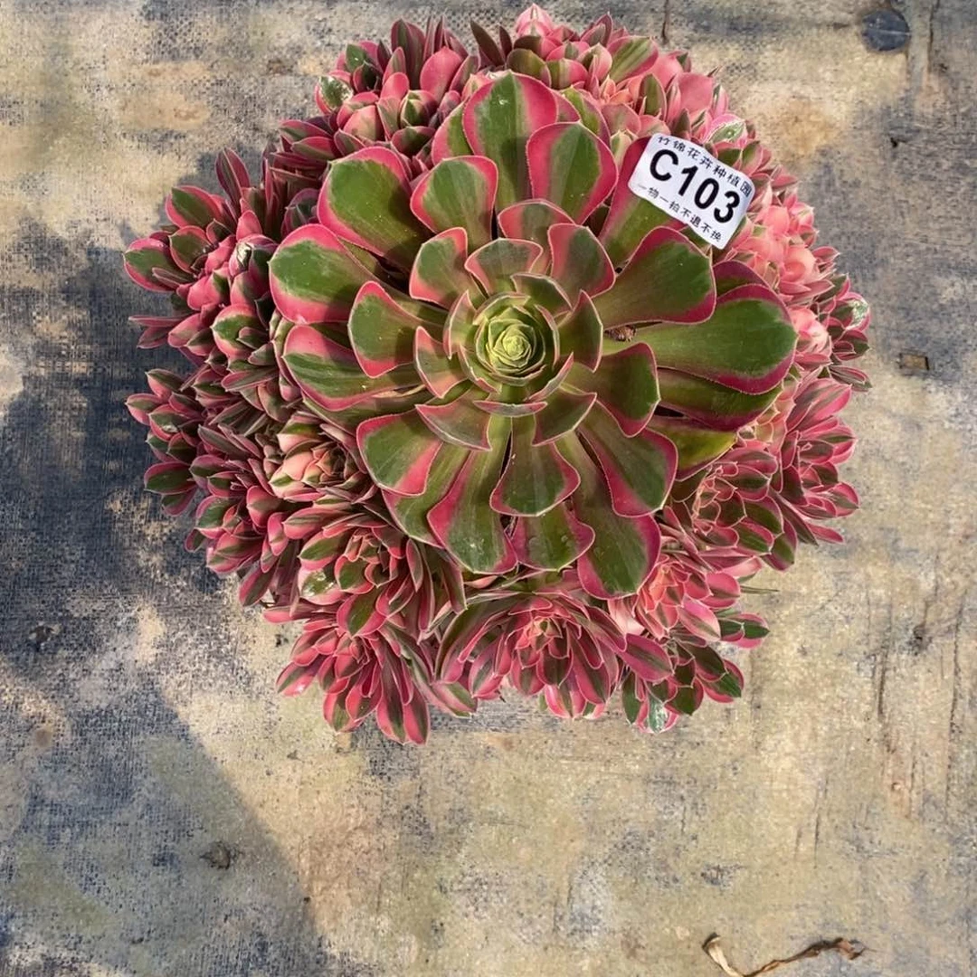 全部花朵103男神嫩桩一棵