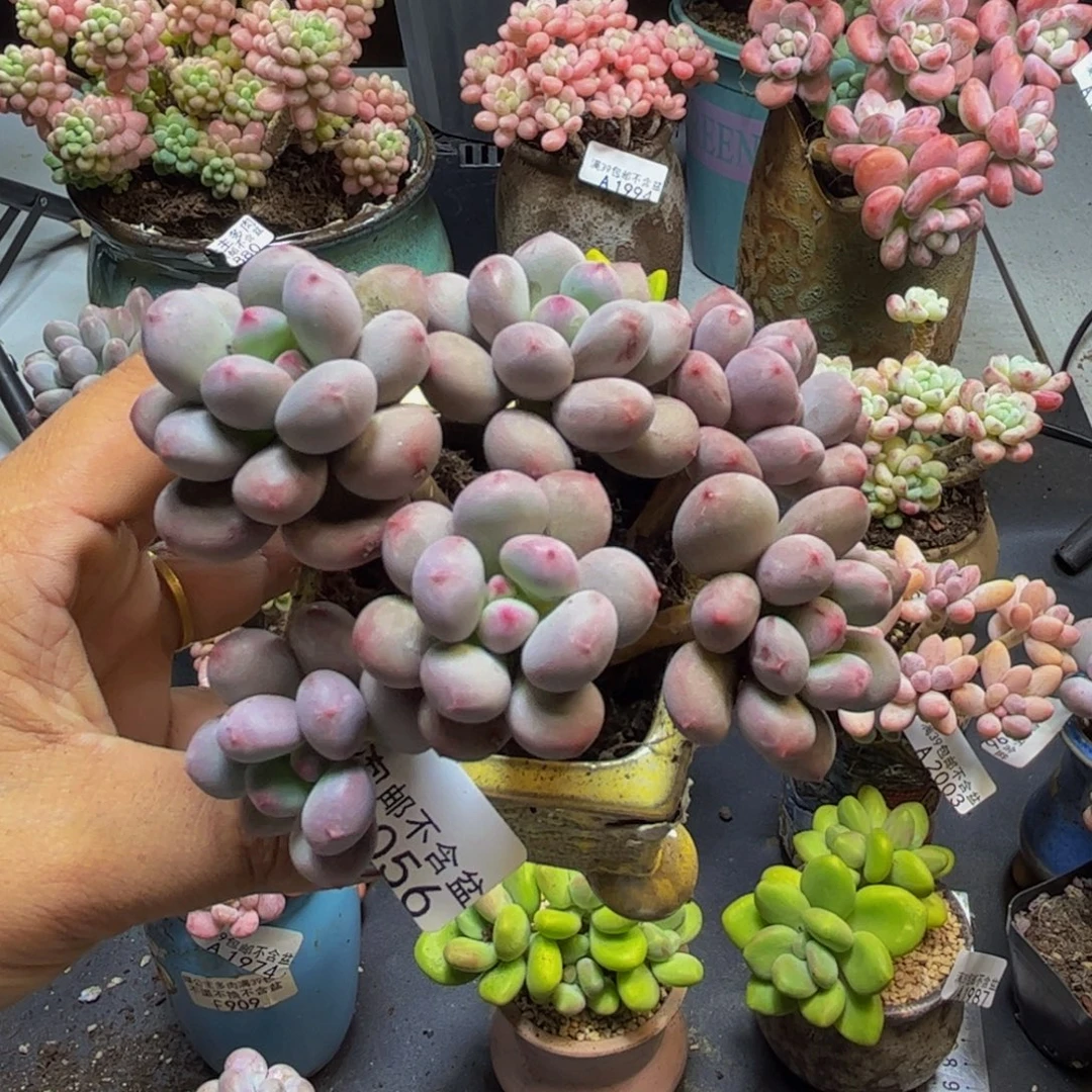 桃花仙子奶酪2056/9cm