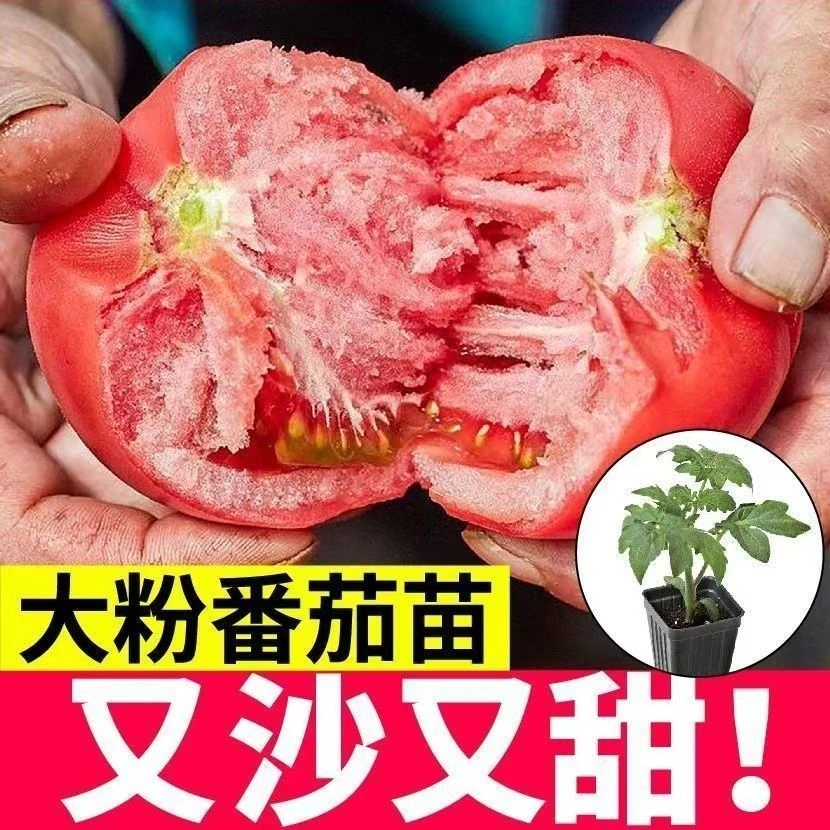 老品种番茄苗秧沙瓤西红柿苗毛粉柿子幼苗嫁接树苗四季盆栽蔬菜苗