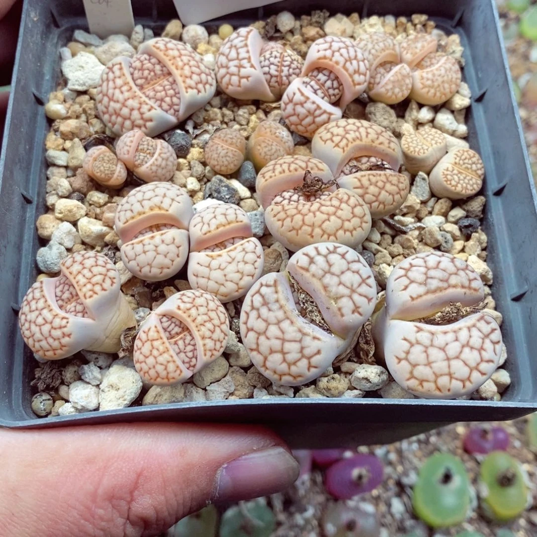 ＆****?我的小姐姐们都是我的872