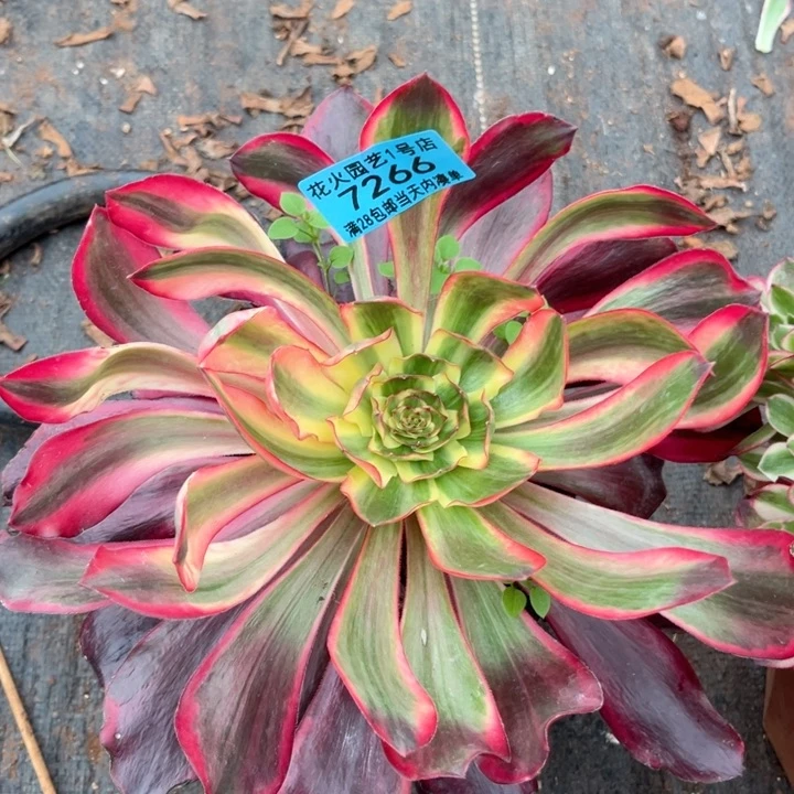 红魔女7266多肉植物