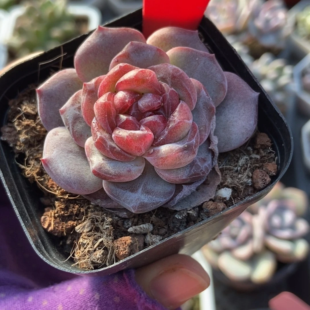 818冰魄多肉植物多肉