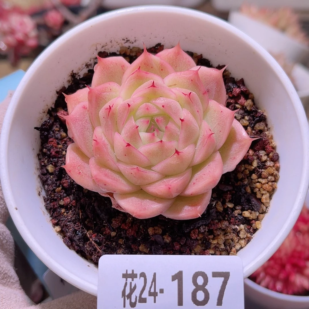 花利美24-187麦秆