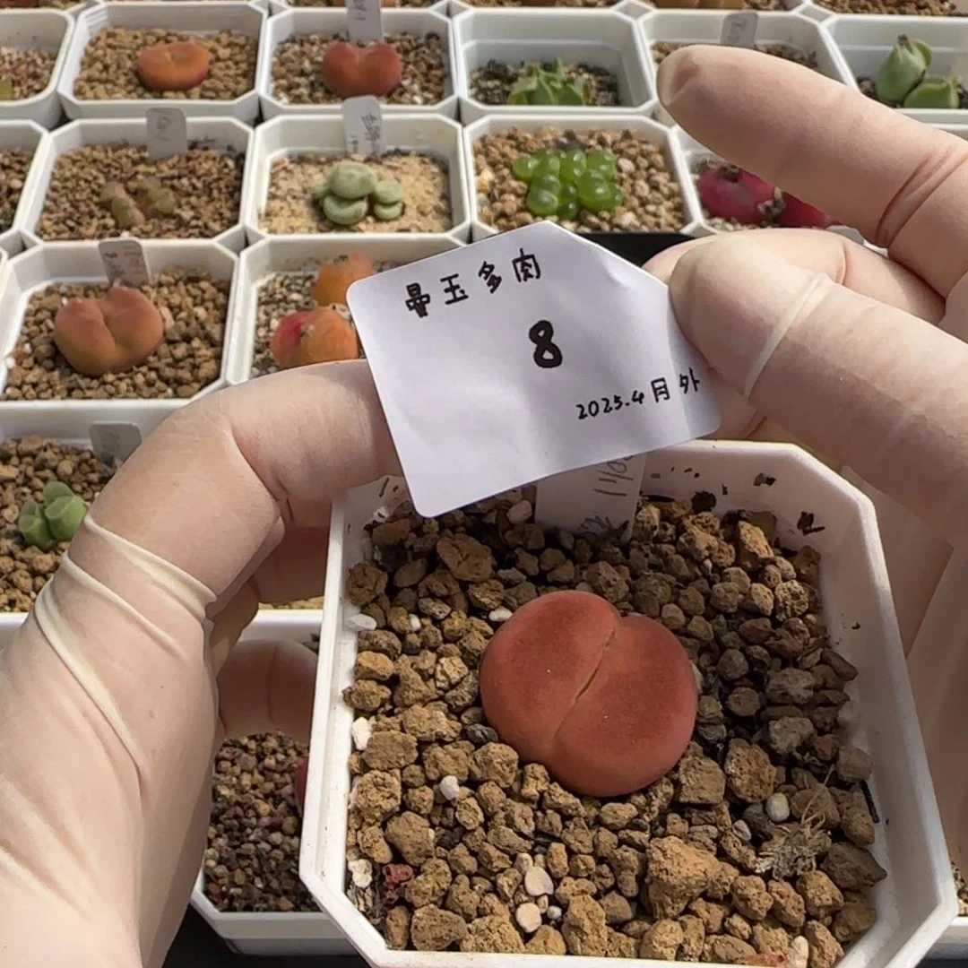 H**-多肉多肉多肉4-008